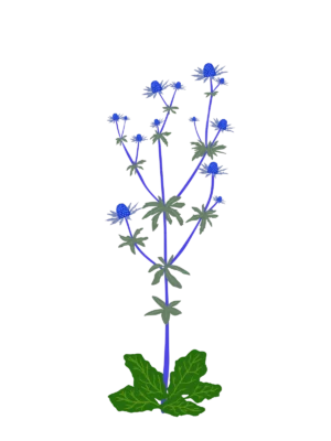 Миколайчики плоскі Blue Glitter Eryngium planum Blue Glitter Сезонні рослини Seasonal plants Квітник Flower