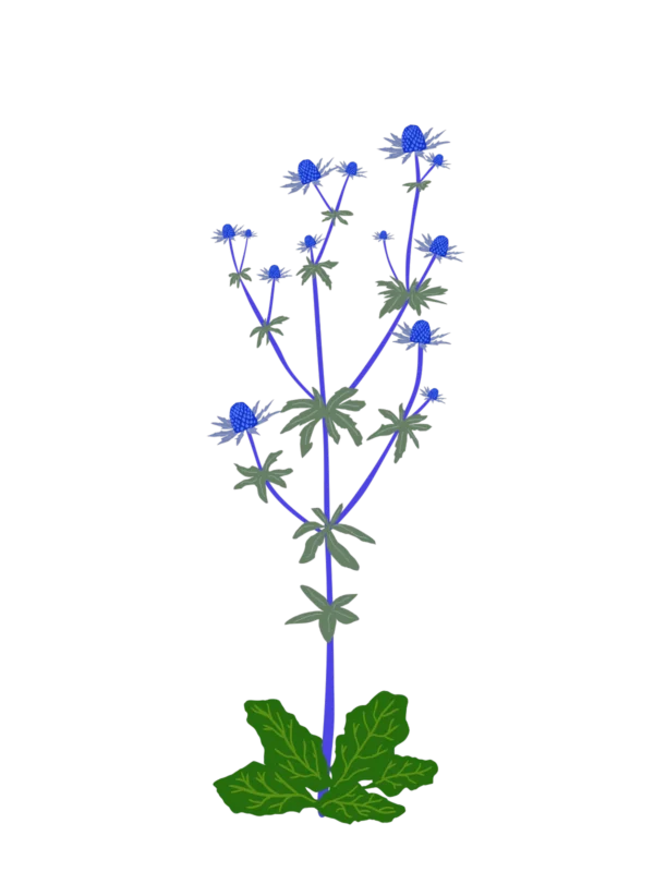 Миколайчики плоскі Blue Glitter Eryngium planum Blue Glitter Сезонні рослини Seasonal plants Квітник Flower