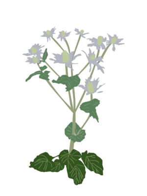 Ілюстрація саджанців миколайчиків гігантських Eryngium giganteum Гребля Миколайчики гігантські Eryngium giganteum Сезонні рослини Seasonal plants