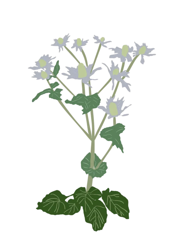 Миколайчики гігантські Eryngium giganteum Сезонні рослини Seasonal plants