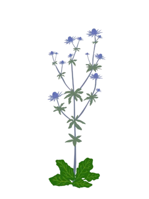 Ілюстрація саджанця миколайчиків плоских Eryngium planum Гребля Миколайчики плоскі Eryngium planum Сезонні рослини Seasonal plants Квітник Flower Посухостійкі