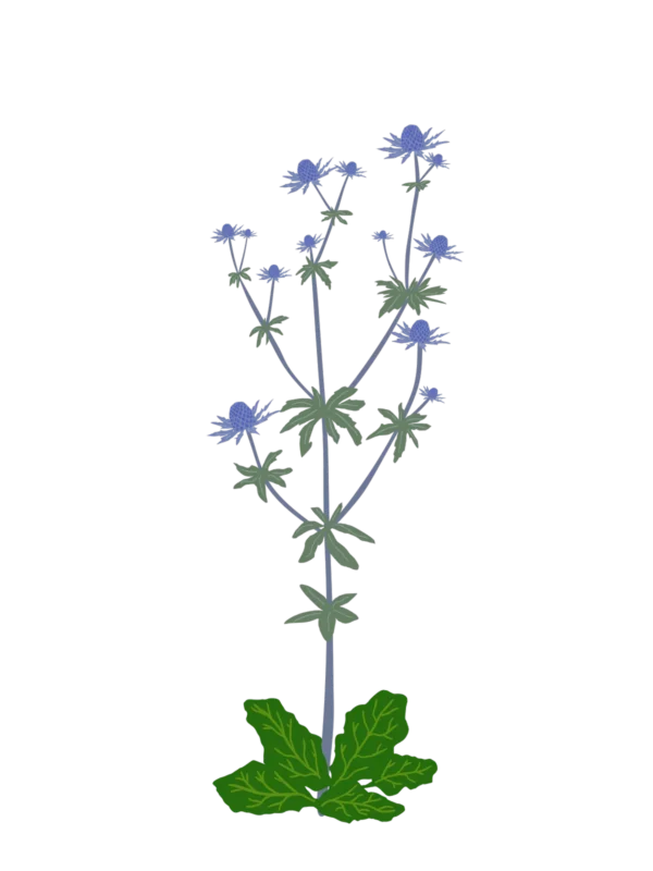 Миколайчики плоскі Eryngium planum Сезонні рослини Seasonal plants Квітник Flower Посухостійкі