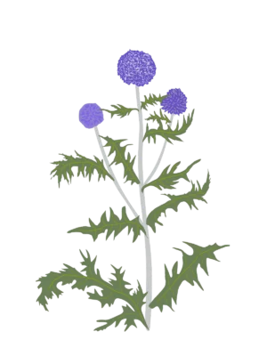 Ілюстрація головатня Platinum Blue Echinops ritro Platinum Blue Гребля Головатень звичайний Platinum Blue Echinops ritro Platinum Blue Сезонні рослини Seasonal plants Квітник Flower