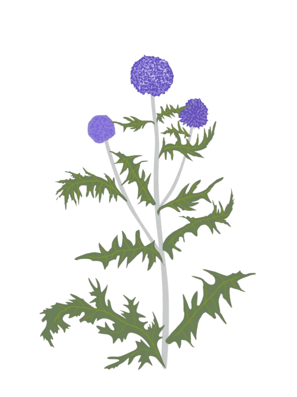 Головатень звичайний Platinum Blue Echinops ritro Platinum Blue Сезонні рослини Seasonal plants Квітник Flower