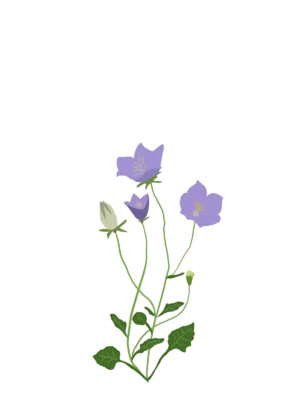 Дзвоники карпатські Blue Clips Campanula carpatica Blue Clips Гребля Дзвоники карпатські Blue Clips Campanula carpatica Blue Clips Ґрунтопокривні рослини Groundcover plants