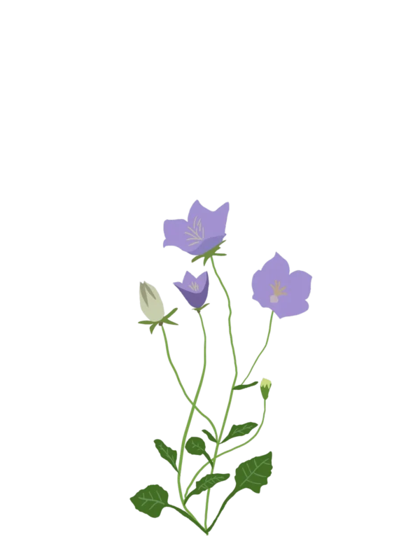 Дзвоники карпатські Blue Clips Campanula carpatica Blue Clips Ґрунтопокривні рослини Groundcover plants