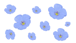 Льон багаторічний Linum perenne Рослина-завнювач Filler plant