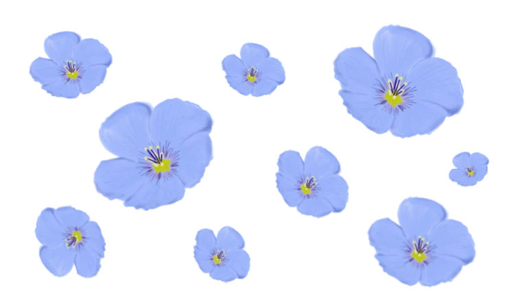 Льон багаторічний Linum perenne Рослина-завнювач Filler plant