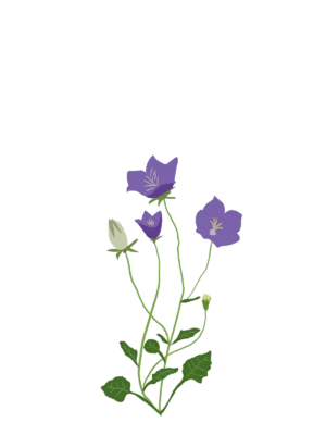 Саджанці дзвоників карпатських Deep Blue Clips Campanula carpatica Deep Blue Clips Гребля Дзвоники карпатські Deep Blue Clips Campanula carpatica Deep Blue Clips Ґрунтопокривні рослини Groundcover plants