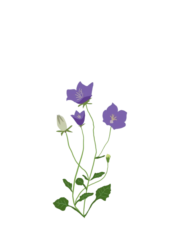 Дзвоники карпатські Deep Blue Clips Campanula carpatica Deep Blue Clips Ґрунтопокривні рослини Groundcover plants