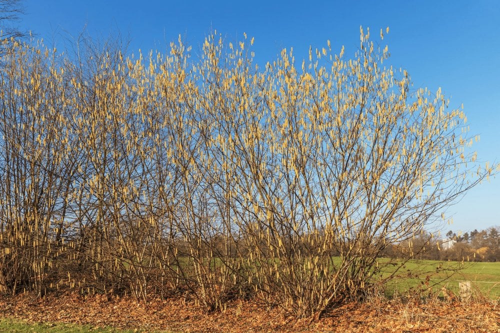Живопліт з ліщини навесні Живопліт навесні Ліщина Corylus Живопліт Hedge Структурні рослини Structural plants