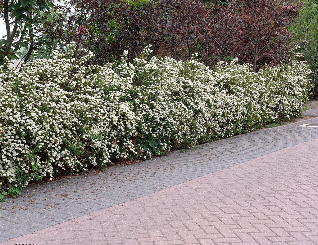 Квітування таволги Вангутта Живопліт Hedge Структурні рослини Structural plants Spiraea vanhouttei