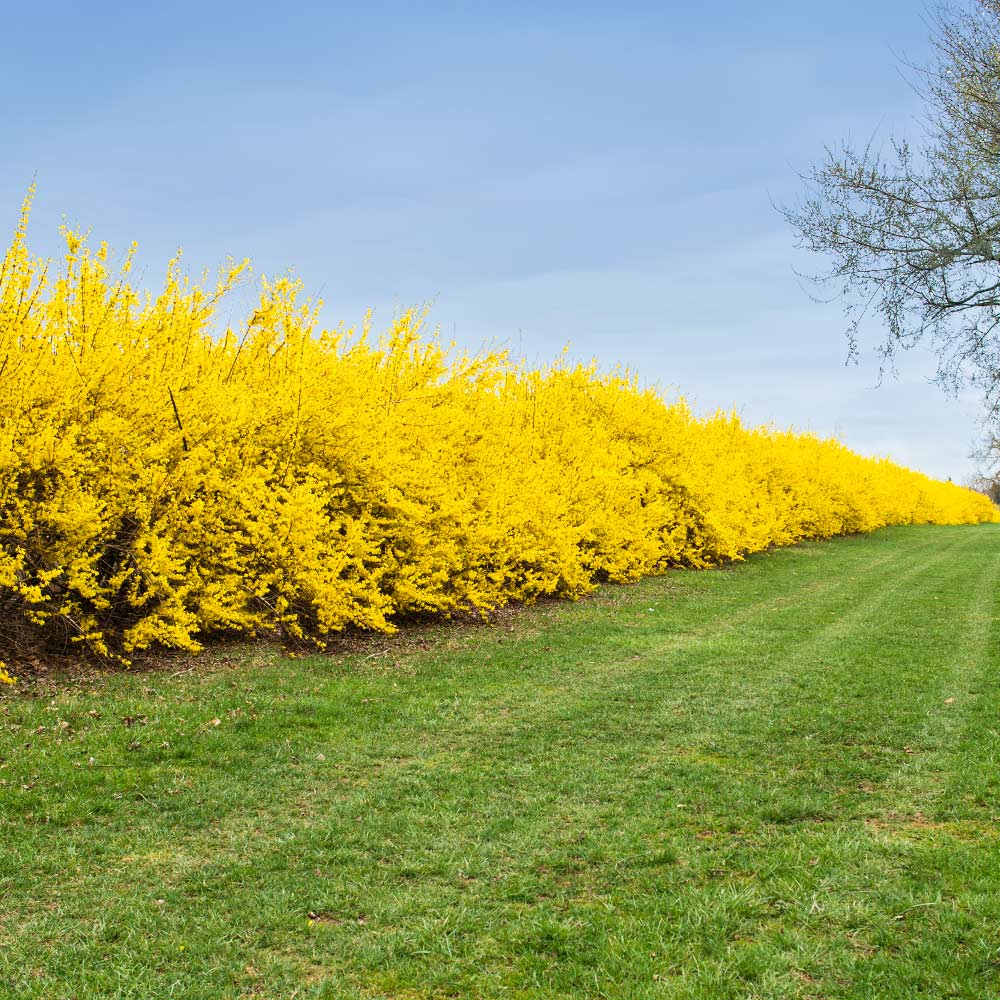 Квітування форзиції Живопліт Hedge Структурні рослини Structural plants Форзиція Forsythia