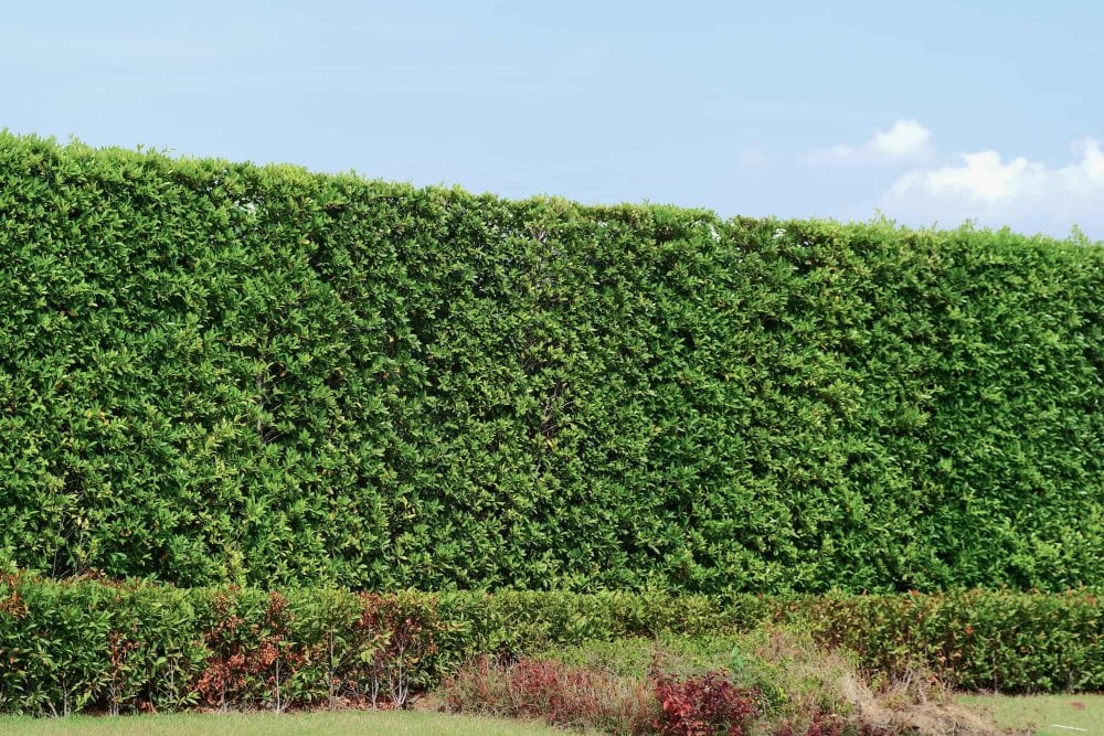 Високий живопліт з бирючини овальнолистої Живопліт Hedge Структурні рослини Structural plants Літо Summer Ligustrum ovalifolium Бирючина овальнолиста