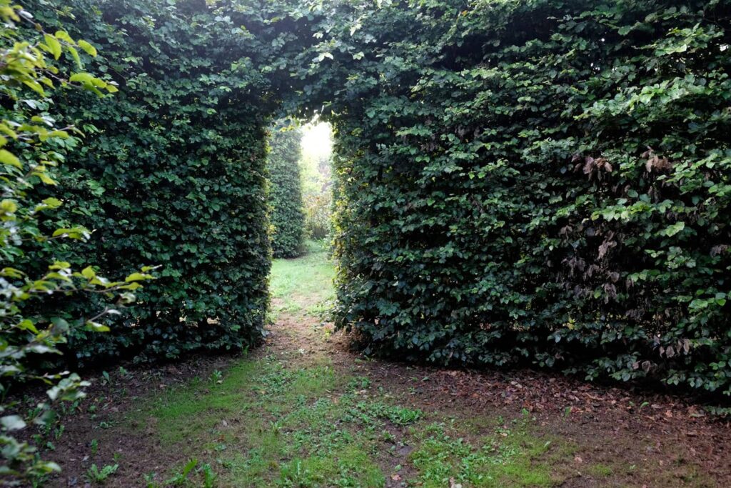 Високий живопліт з листяних дерев Живопліт Hedge Структурні рослини Structural plants Літо Summer Дерева в живоплоті Trees