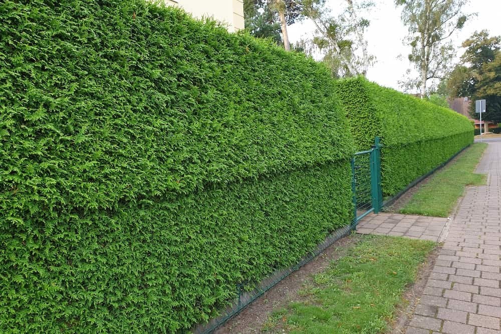 Стрижений живопліт з туї Живопліт Hedge Структурні рослини Structural plants Літо Summer Thuja plicata Atrovirens