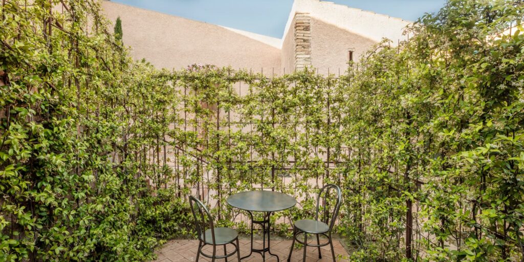 В'юнкі рослини для створення живоплоту Живопліт Hedge Структурні рослини Structural plants Літо Summer