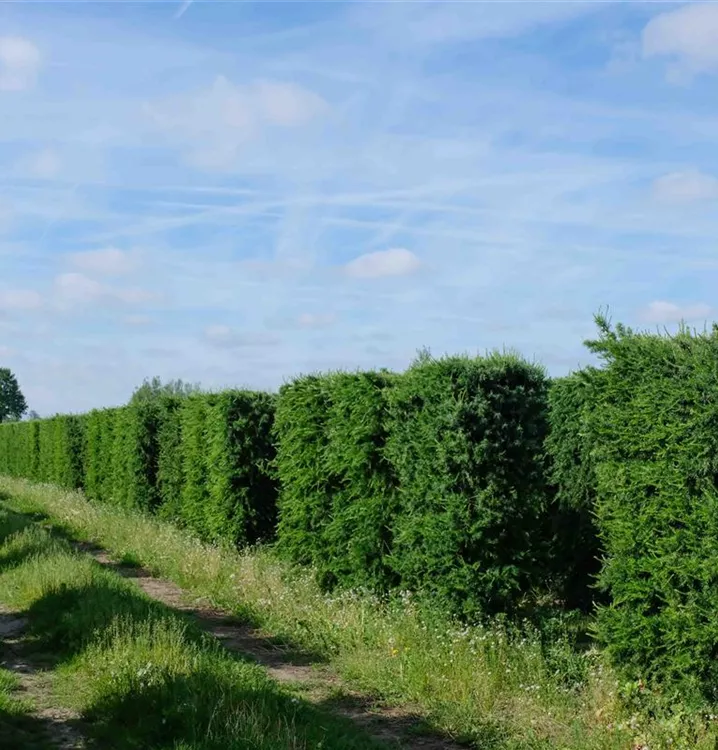 Формований живопліт з модрини європейської Живопліт Hedge Структурні рослини Structural plants Літо Summer Модрина європейська Larix decidua