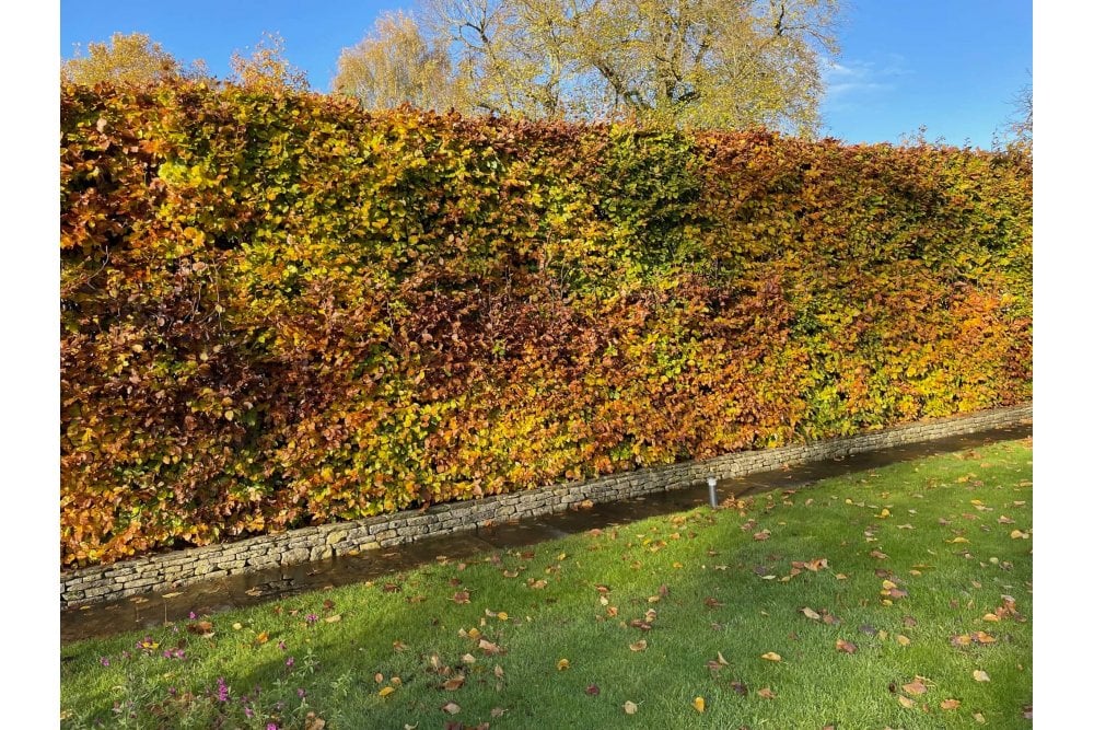 Стрижений живопліт з бука лісового Hedge Структурні рослини Structural plants Осінь Autumn