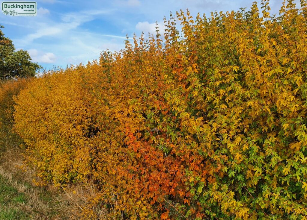 Насадження клена польового Hedge Структурні рослини Structural plants Осінь Autumn Клен польовий Acer campestre Field maple