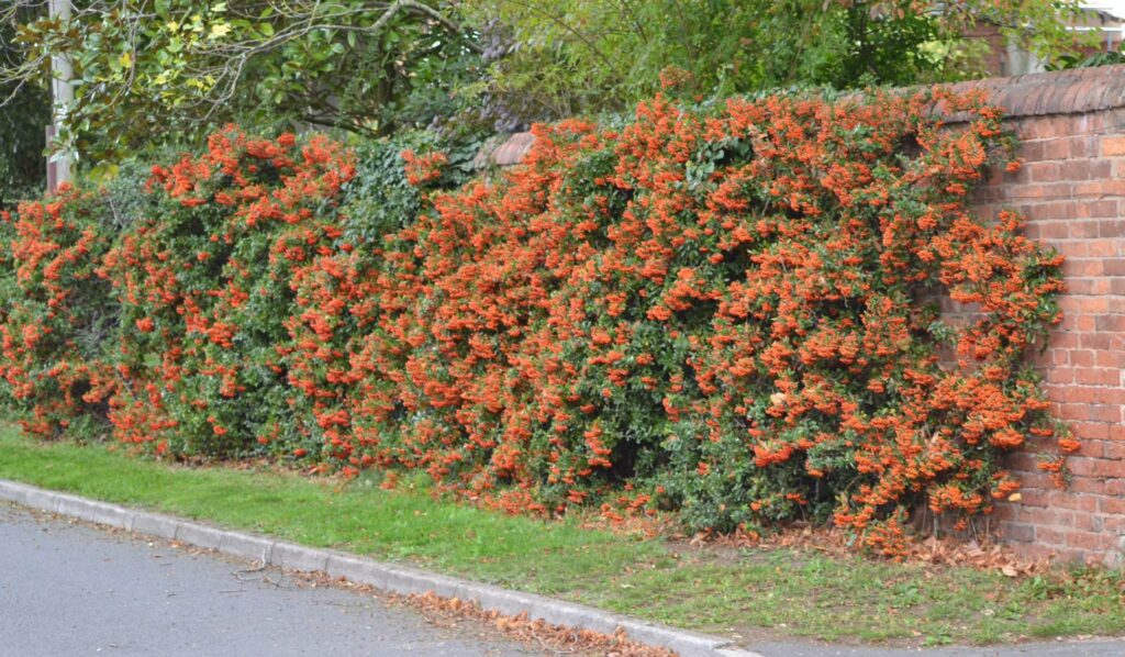 Яскравий живопліт з глодівцю Hedge Структурні рослини Structural plants Осінь Autumn Глодівець Ягоди глодівцю Pyracantha