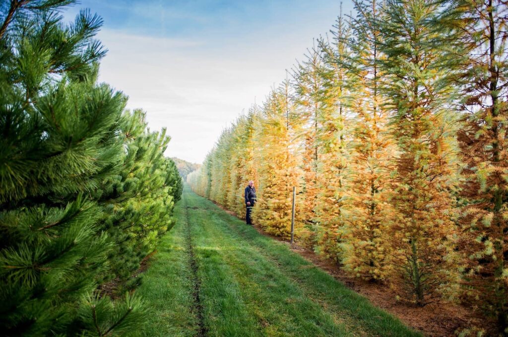 Формована для живоплоту модрина японська Hedge Структурні рослини Structural plants Осінь Autumn Модрина Larix kaempferi