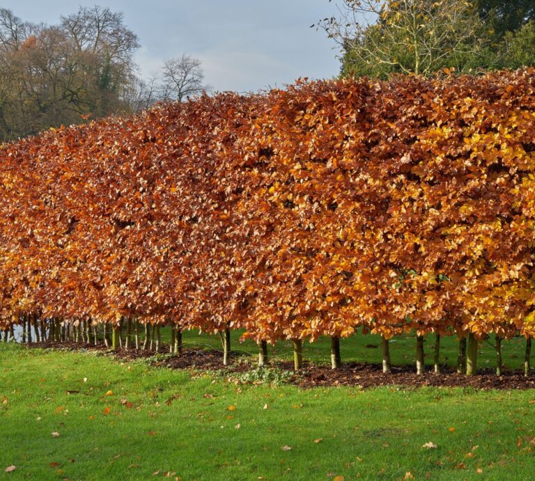 Щільний живопліт з грабу Hedge Структурні рослини Structural plants Осінь Autumn Граб Carpinus Hornbeam