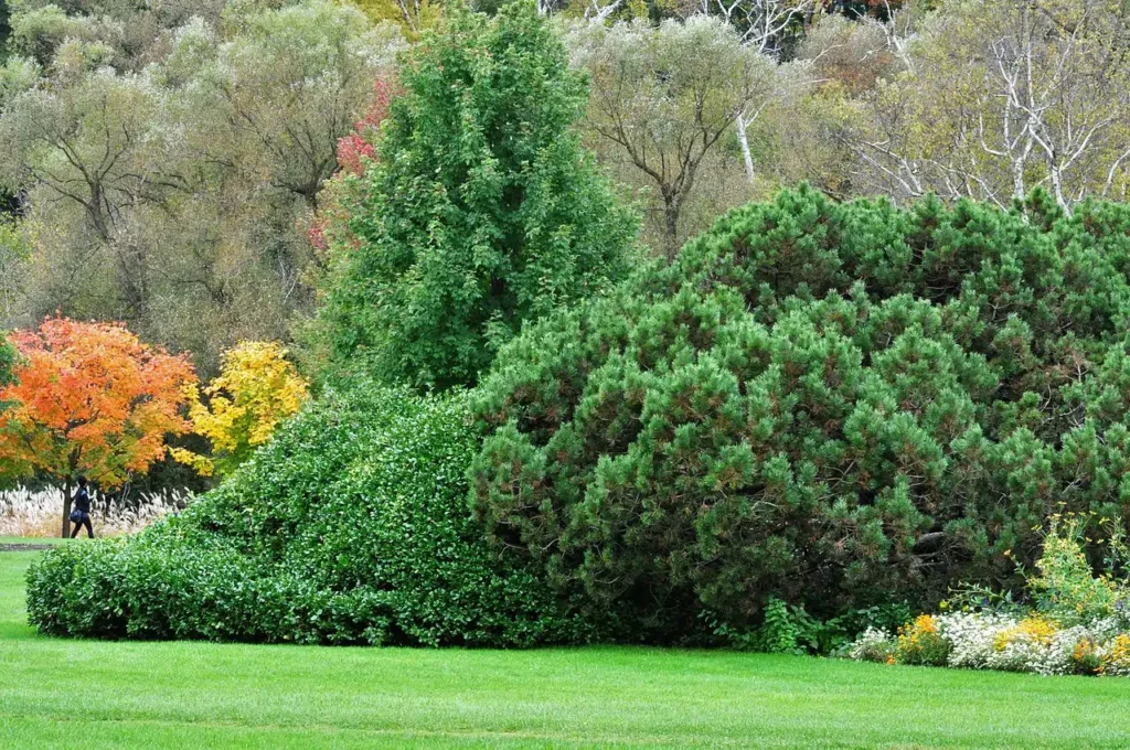 Природний живопліт з сосни Hedge Структурні рослини Structural plants Осінь Autumn Сосна Pinus