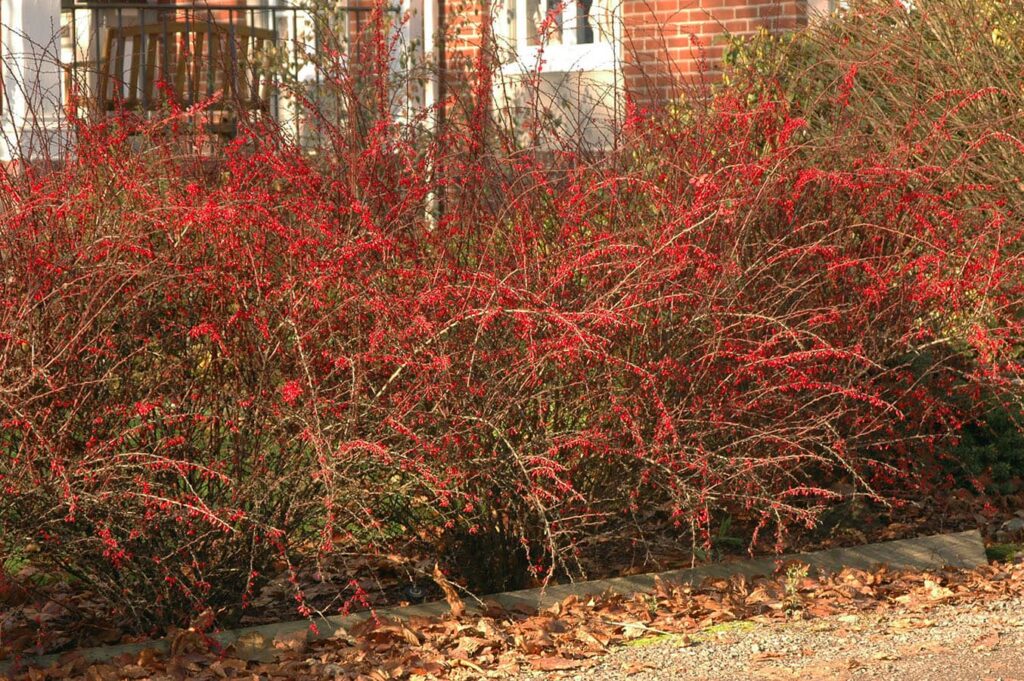 Кущі японського барбарису Hedge Структурні рослини Structural plants Осінь Autumn Барбарис Berberis thunbergii