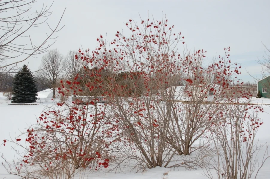 Декоративні ягоди кущів калини Hedge Структурні рослини Structural plants Зима Winter Калина Viburnum