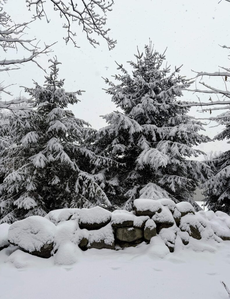 Природний живопліт з хвойних дерев Hedge Структурні рослини Structural plants Зима Winter