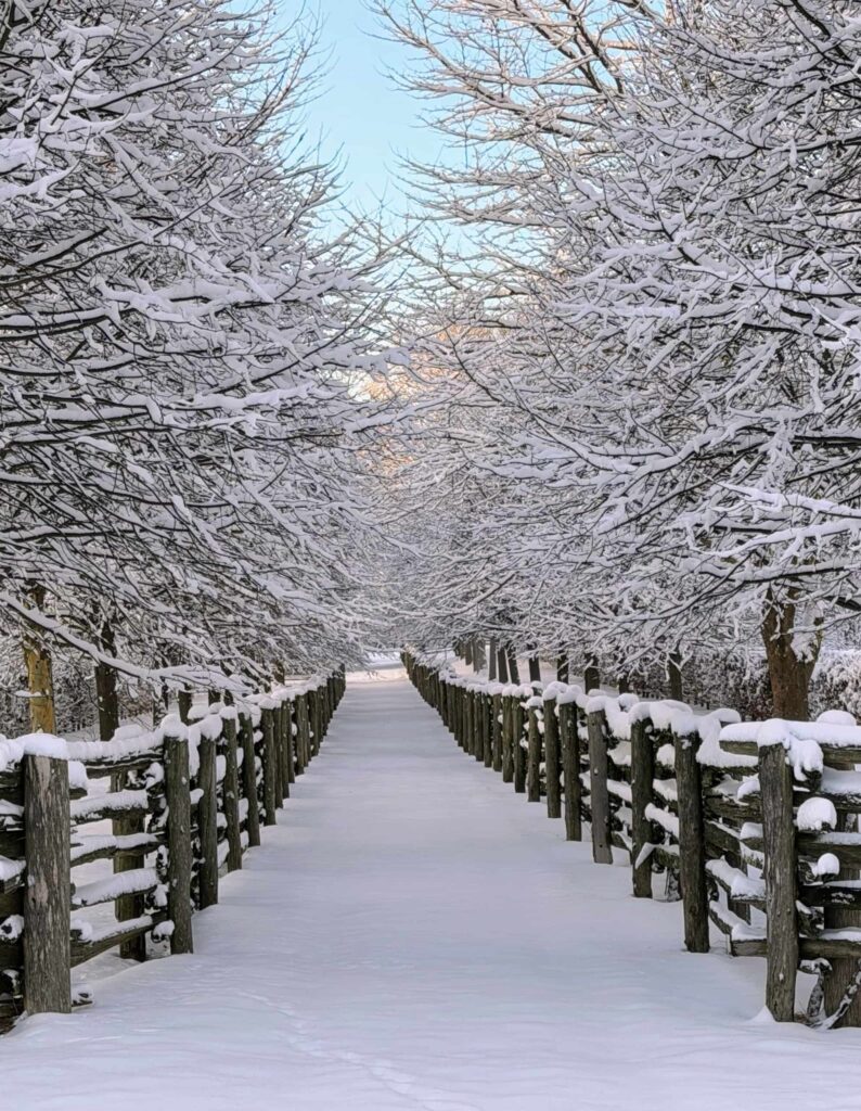 Живопліт з листяних дерев Hedge Структурні рослини Structural plants Зима Winter Дерева взимку Trees