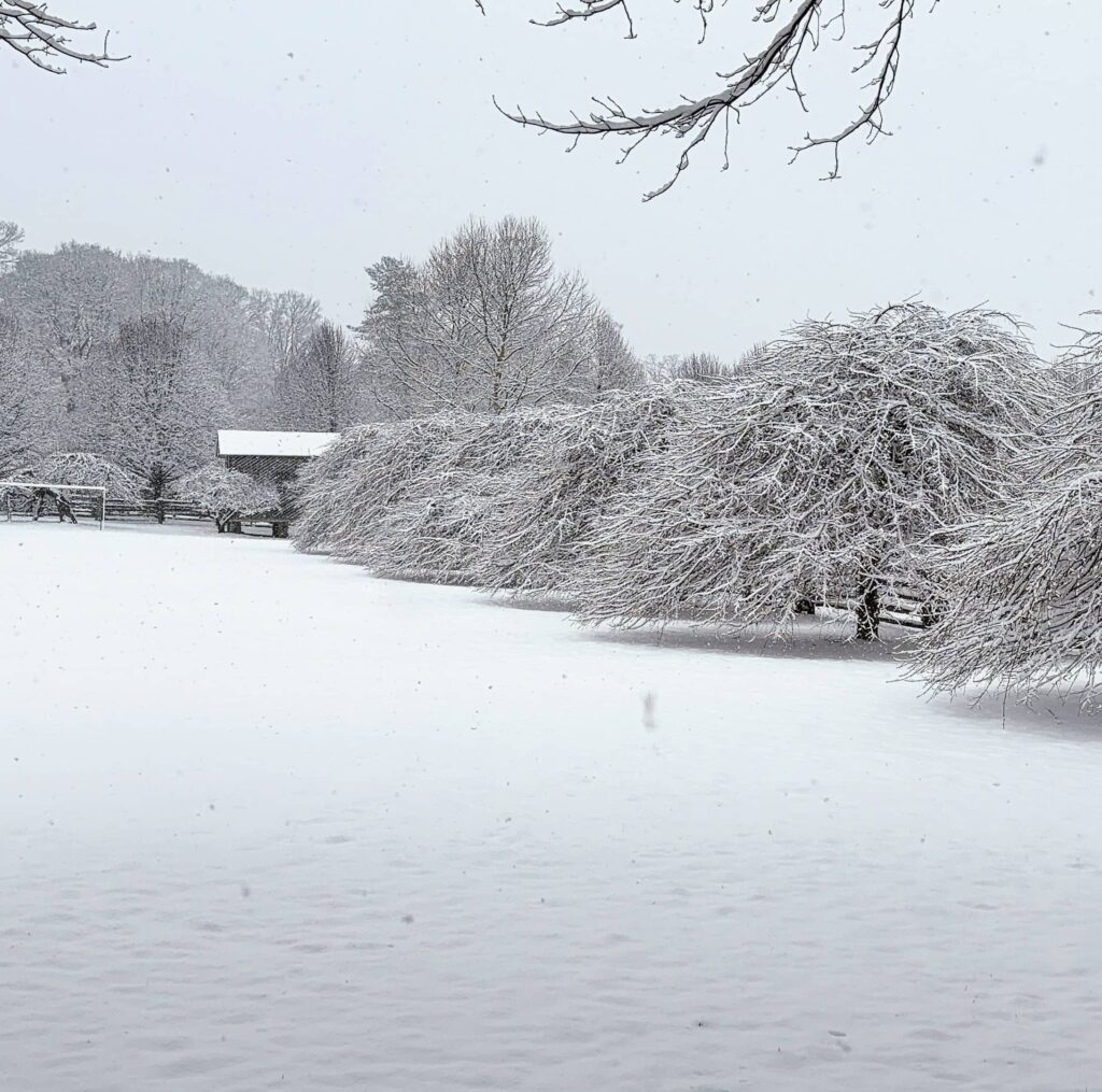 Листяні дерева взимку Hedge Структурні рослини Structural plants Зима Winter Trees in winter Граб Carpinus