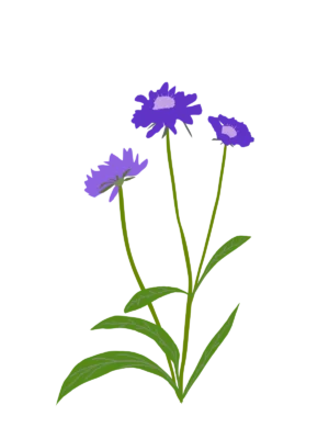 Скабіоза кавказька Fama Deep Blue Scabiosa caucasica Fama Deep Blue Багаторічна трав'яниста рослина Сезонні рослини Seasonal plants