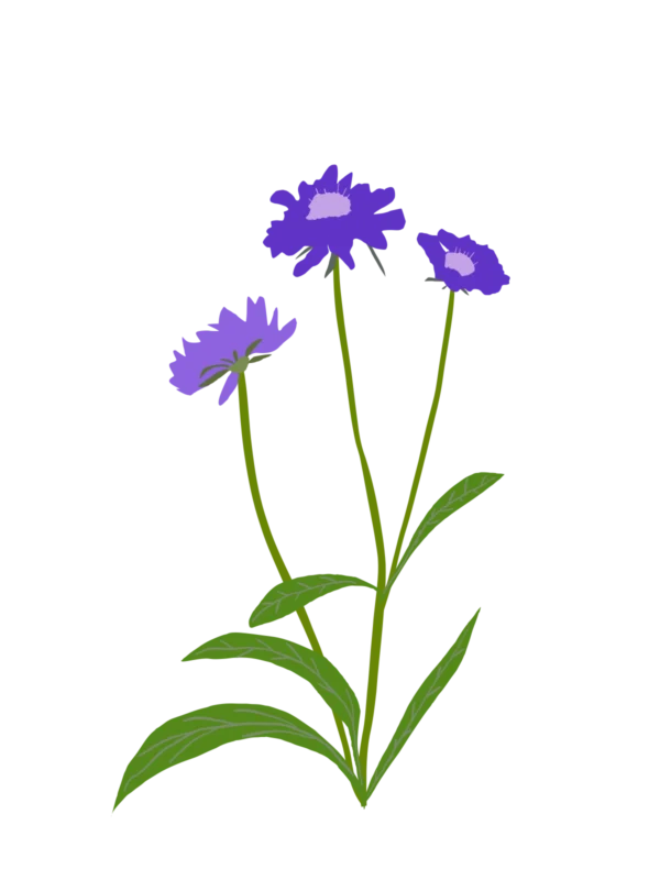 Скабіоза кавказька Fama Deep Blue Scabiosa caucasica Fama Deep Blue Багаторічна трав'яниста рослина Сезонні рослини Seasonal plants