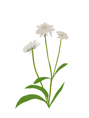 Скабіоза кавказька Fama White Scabiosa caucasica Fama White Багаторічна трав'яниста рослина Сезонні рослини Seasonal plants