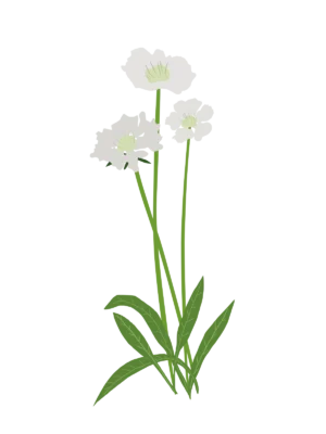 Скабіоза кавказька Perfecta Alba Scabiosa caucasica Perfecta Alba Багаторічна трав'яниста рослина Сезонні рослини Seasonal plants Біла палітра White flower