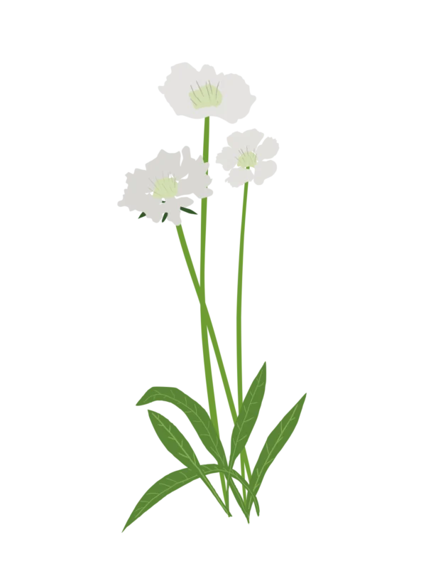 Скабіоза кавказька Perfecta Alba Scabiosa caucasica Perfecta Alba Багаторічна трав'яниста рослина Сезонні рослини Seasonal plants Біла палітра White flower