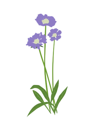Скабіоза кавказька Perfecta Clear Blue Scabiosa caucasica Perfecta Clear Blue Багаторічна трав'яниста рослина Сезонні рослини Seasonal plants