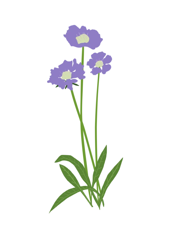Скабіоза кавказька Perfecta Clear Blue Scabiosa caucasica Perfecta Clear Blue Багаторічна трав'яниста рослина Сезонні рослини Seasonal plants