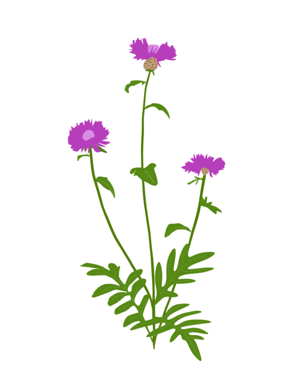 Волошка підбілена Centaurea dealbata Багаторічна трав'яниста рослина Сезонні рослини Seasonal plants