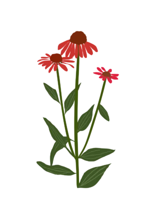 Ілюстрація ехінацеї Artisan Red Ombre Echinacea hybrida Artisan Red Ombre Гребля Ехінацея Artisan Red Ombre Echinacea hybrida Artisan Red Ombre Багаторічна трав'яниста рослина Сезонні рослини Seasonal plants