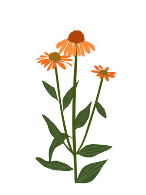 Ілюстрація ехінацеї Artisan Soft Orange Echinacea hybrida Artisan Soft Orange Гребля Ехінацея Artisan Soft Orange Echinacea hybrida Artisan Soft Orange Багаторічна трав'яниста рослина Сезонні рослини Seasonal plants