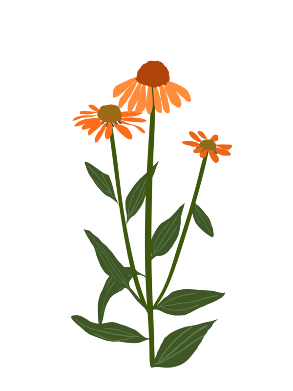 Ехінацея Artisan Soft Orange Echinacea hybrida Artisan Soft Orange Багаторічна трав'яниста рослина Сезонні рослини Seasonal plants