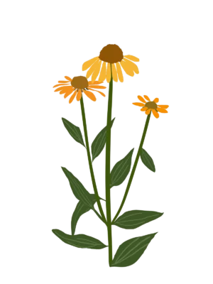 Ілюстрація ехінацеї Artisan Yellow Ombre Echinacea hybrida Artisan Yellow Ombre Гребля Ехінацея Artisan Yellow Ombre Echinacea hybrida Artisan Yellow Ombre Багаторічна трав'яниста рослина Сезонні рослини Seasonal plants