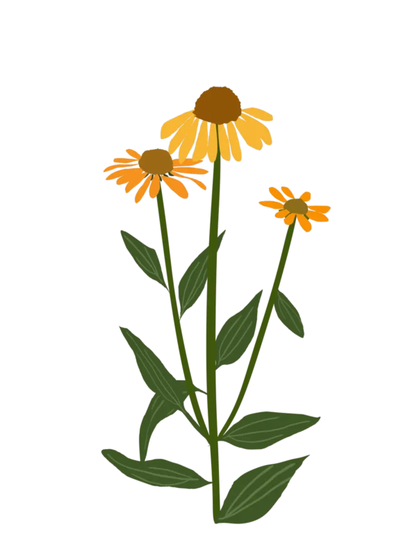 Ехінацея Artisan Yellow Ombre Echinacea hybrida Artisan Yellow Ombre Багаторічна трав'яниста рослина Сезонні рослини Seasonal plants