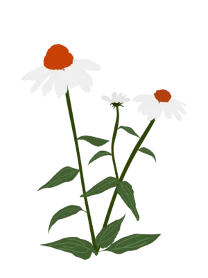 Ехінацея пурпурова PowWow White Echinacea purpurea PowWow White Багаторічна трав'яниста рослина Сезонні рослини Seasonal plants