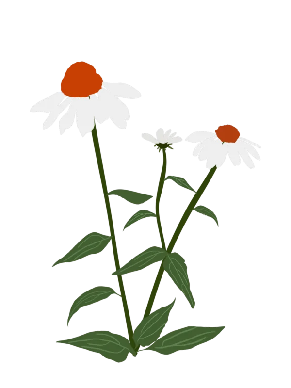 Ехінацея пурпурова PowWow White Echinacea purpurea PowWow White Багаторічна трав'яниста рослина Сезонні рослини Seasonal plants