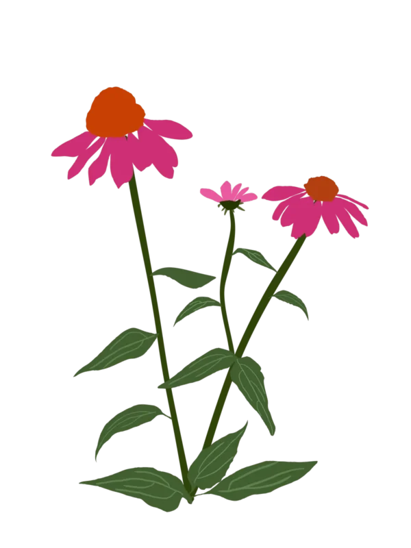 Ехінацея пурпурова PowWow Wild Berry Echinacea purpurea PowWow Wild Berry Багаторічна трав'яниста рослина Сезонні рослини Seasonal plants