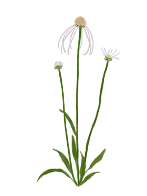 Ілюстрація ехінацеї блідої Hula Dancer Echinacea pallida Hula Dancer Гребля Ехінацея бліда Hula Dancer Echinacea pallida Hula Dancer Багаторічна трав'яниста рослина Сезонні рослини Seasonal plants